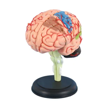 Anatomický Model Mozgu, Lekárske Model Ľahký A Ľahko Prenosný, Vysoko Simulované Rozobrať Mozgu Model